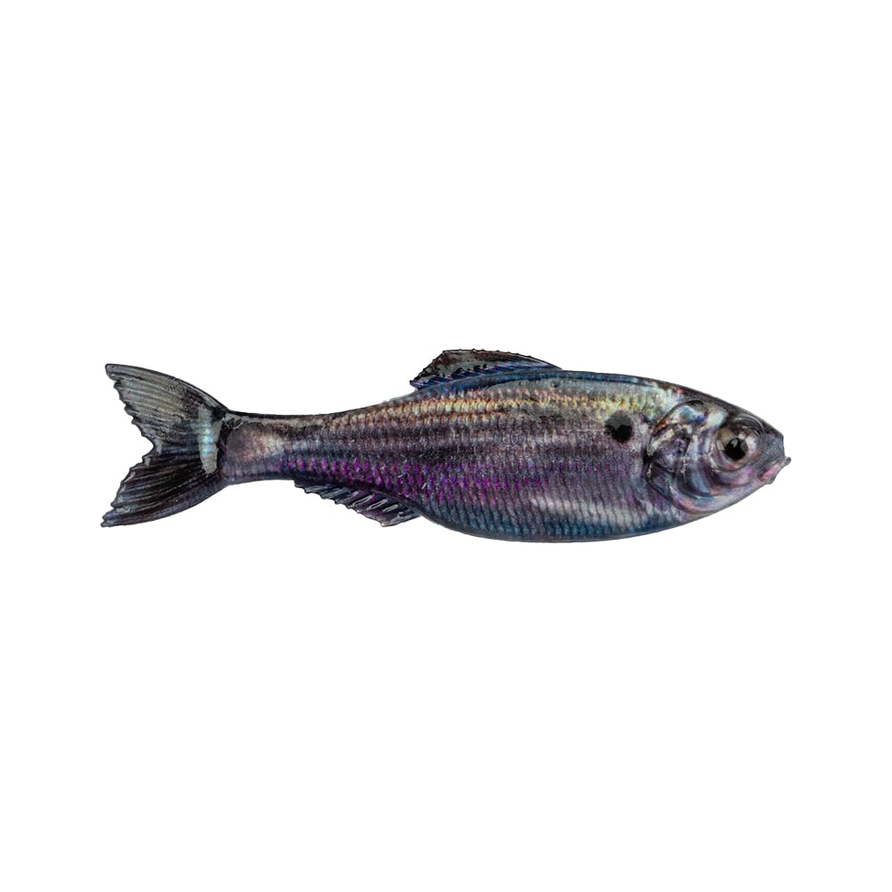 6th Sense Panorama Baitfish Live Threadfin Shad