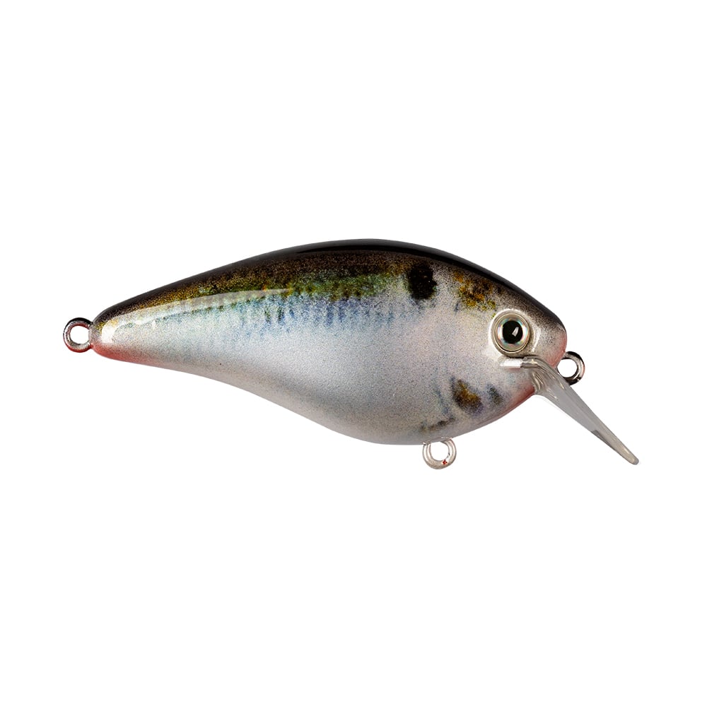 The Strike King KVD 1.5 Hard Knock Squarebill Crankbait, known for its realistic fish-shaped design, features a shiny multicolored body with a silver underbelly and dark back. Its blue and green-tinted sides are complemented by a clear plastic lip for diving. Equipped with two metal loops for attaching hooks and line, this lure is favored by Kevin VanDam.