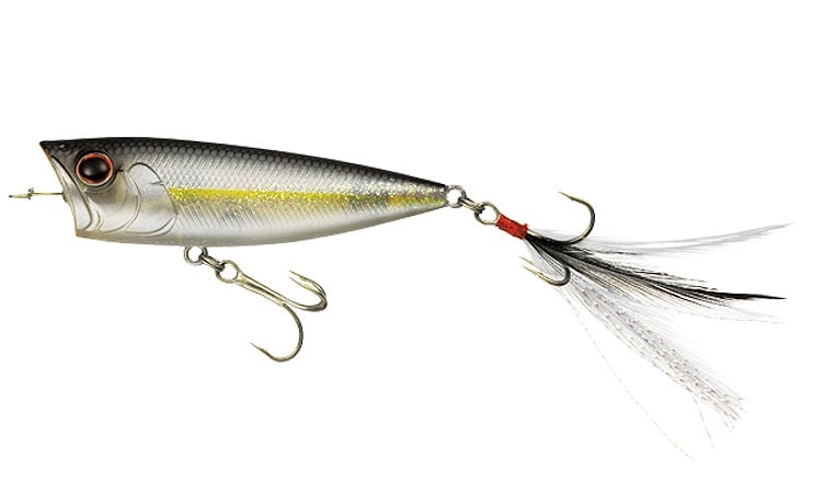 American Shad